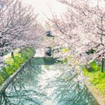 Du lịch Tokyo vào mùa hoa anh đào 2023