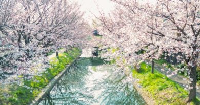 Du lịch Tokyo vào mùa hoa anh đào 2023