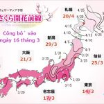 Lịch hoa anh đào nở năm 2023