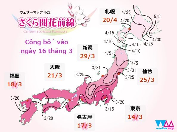 Lịch hoa anh đào nở năm 2023