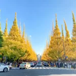 Địa điểm ngắm lá vàng, lá đỏ mùa thu Tokyo đẹp nhất