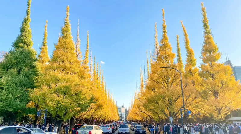 Địa điểm ngắm lá vàng, lá đỏ mùa thu Tokyo đẹp nhất